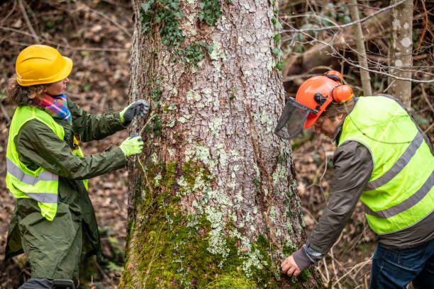 How Our Tree Care Process Works  in  Jemison, AL